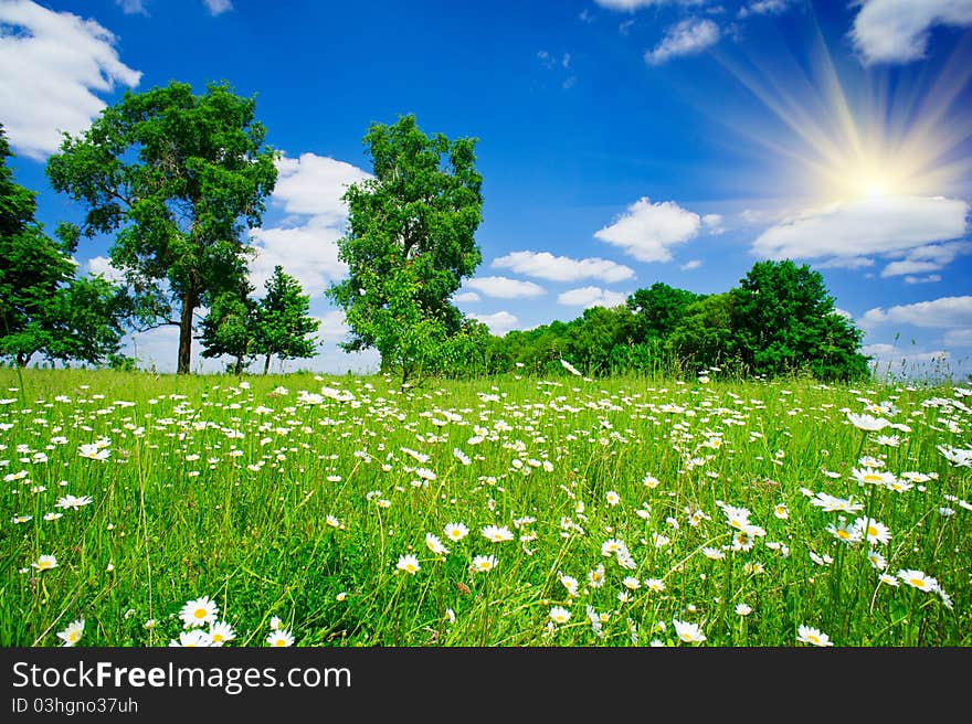 Pretty camomiles and wonderful sky with sun. Pretty camomiles and wonderful sky with sun.