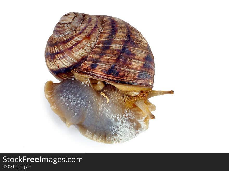 Crawling snail isolated, on a white background