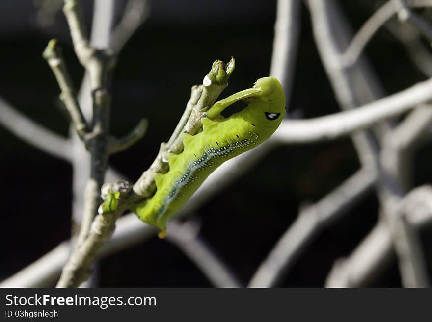 Caterpillar on naked branches of a tree