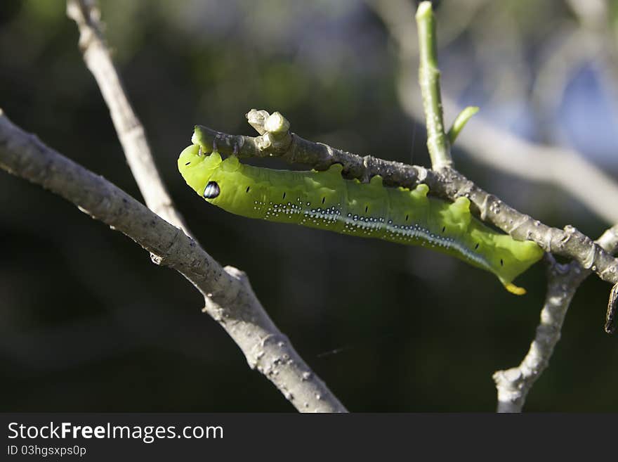 Caterpillar on naked branches of a tree