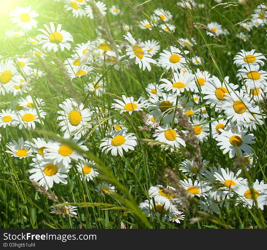 Meadow daisies on a bright and sunny day. Meadow daisies on a bright and sunny day