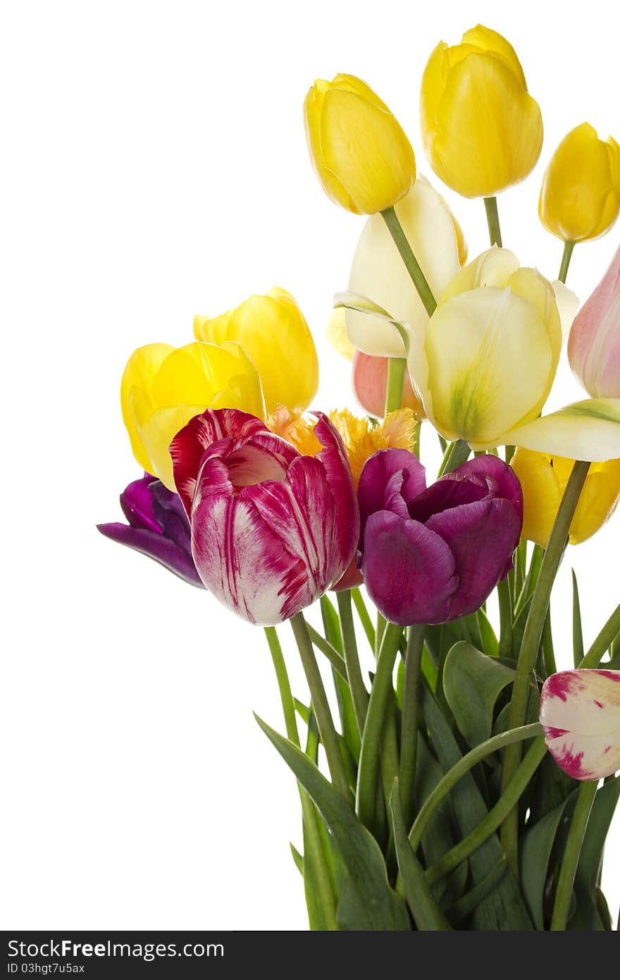 Many beautiful colored tulip in a bouquet. Isolated on white background. Many beautiful colored tulip in a bouquet. Isolated on white background