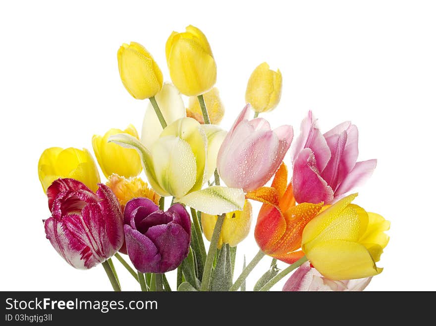 Many beautiful colored tulip with water drops in a bouquet. Isolated on white background