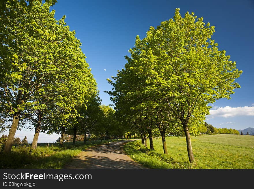 Road and trees