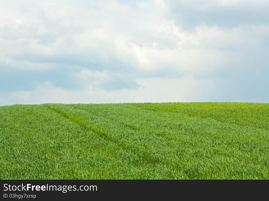 Cornfield with cloudy sky just before the rain. Cornfield with cloudy sky just before the rain.