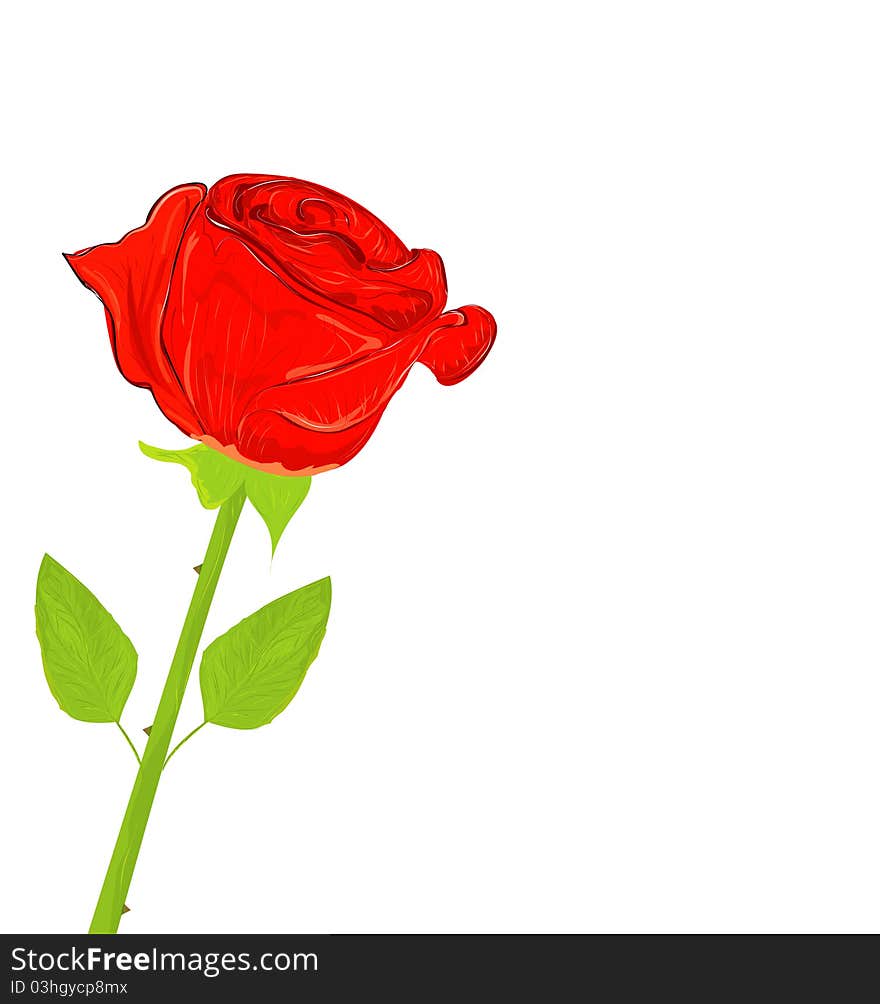 Realistic Beautiful red rose, illustration