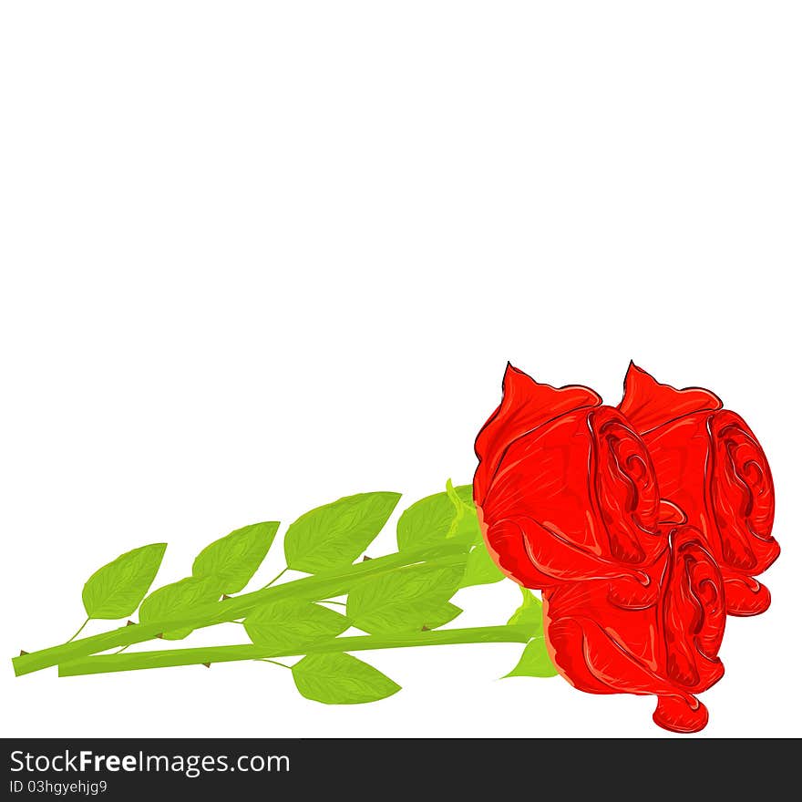 realistic red rose isolated on white background.