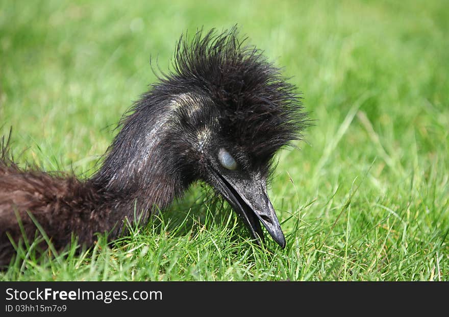 Sleeping emu - closeup.