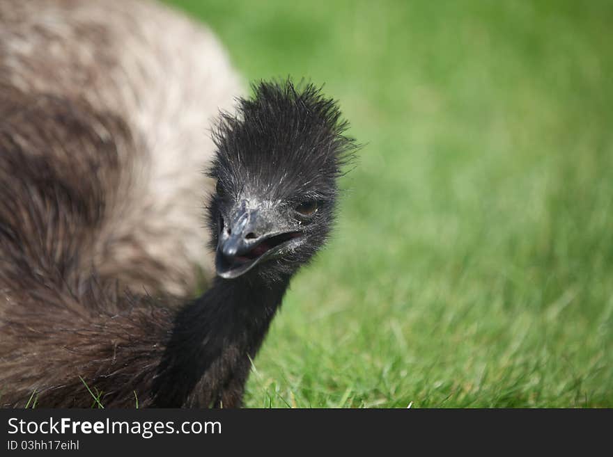 A curious emu - always watching out for dangers. A curious emu - always watching out for dangers.