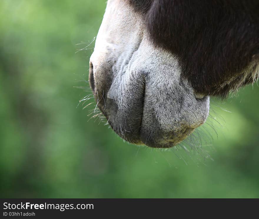 A donkeys muzzle - closeup.