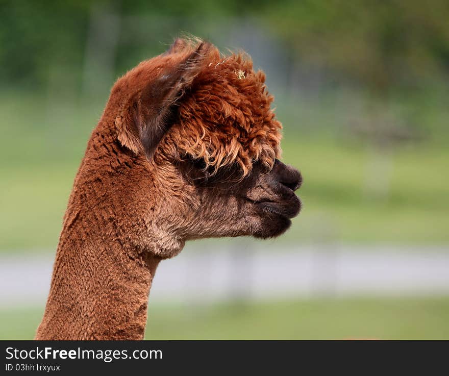 Portrait of a brown alpaca in profile.