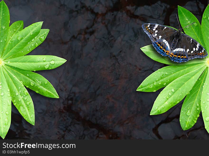 Two Green Leaf On Water