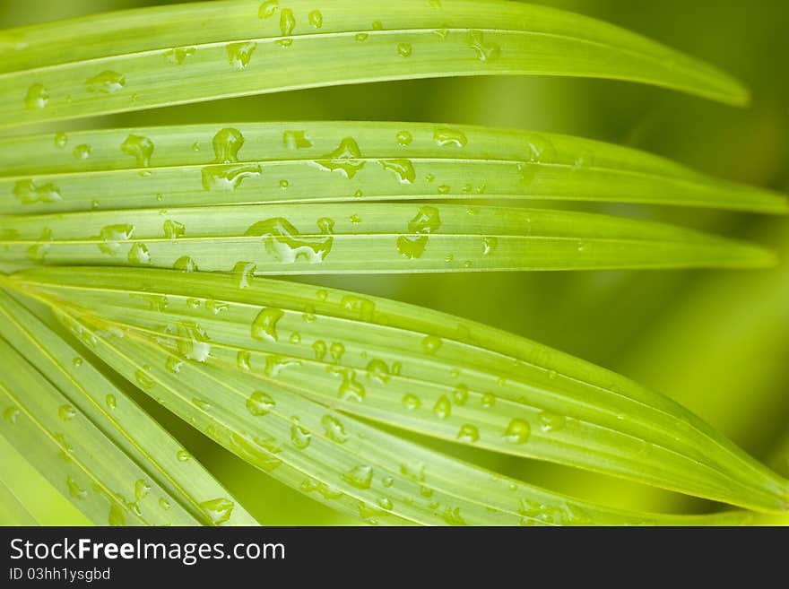 Fresh Tropical Green Palm after the Rain Background