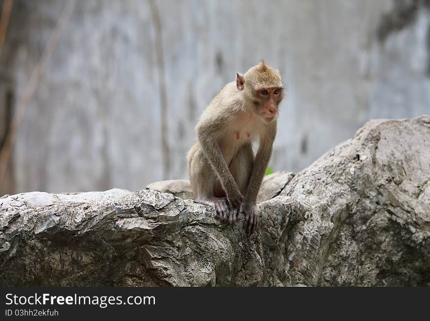 Wild monkey sitting on a stone