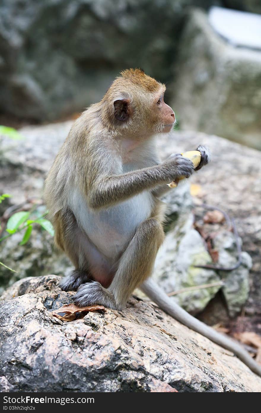 Wild monkey sitting on a stone