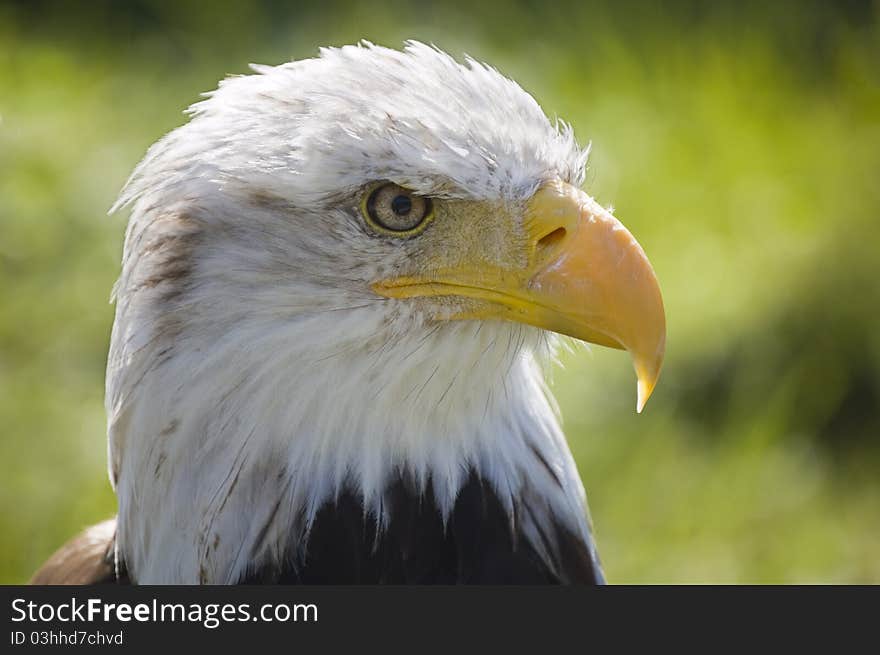 Close view of a bald eagle