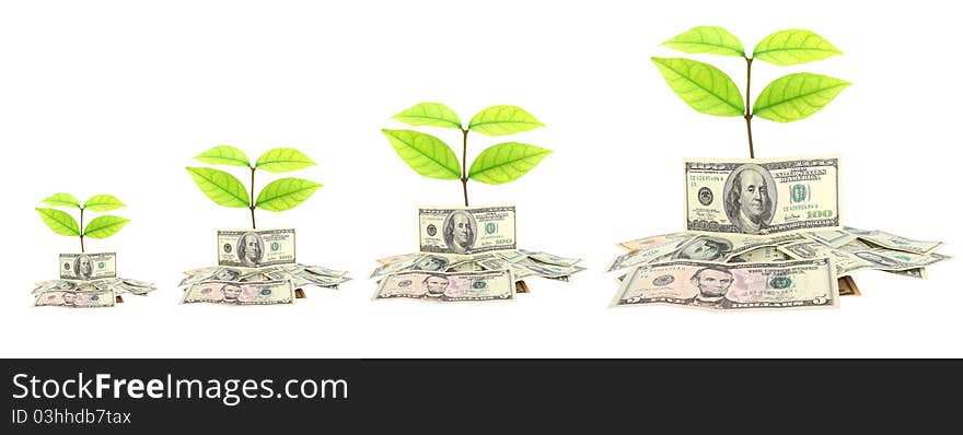 Money and plant isolated on white background