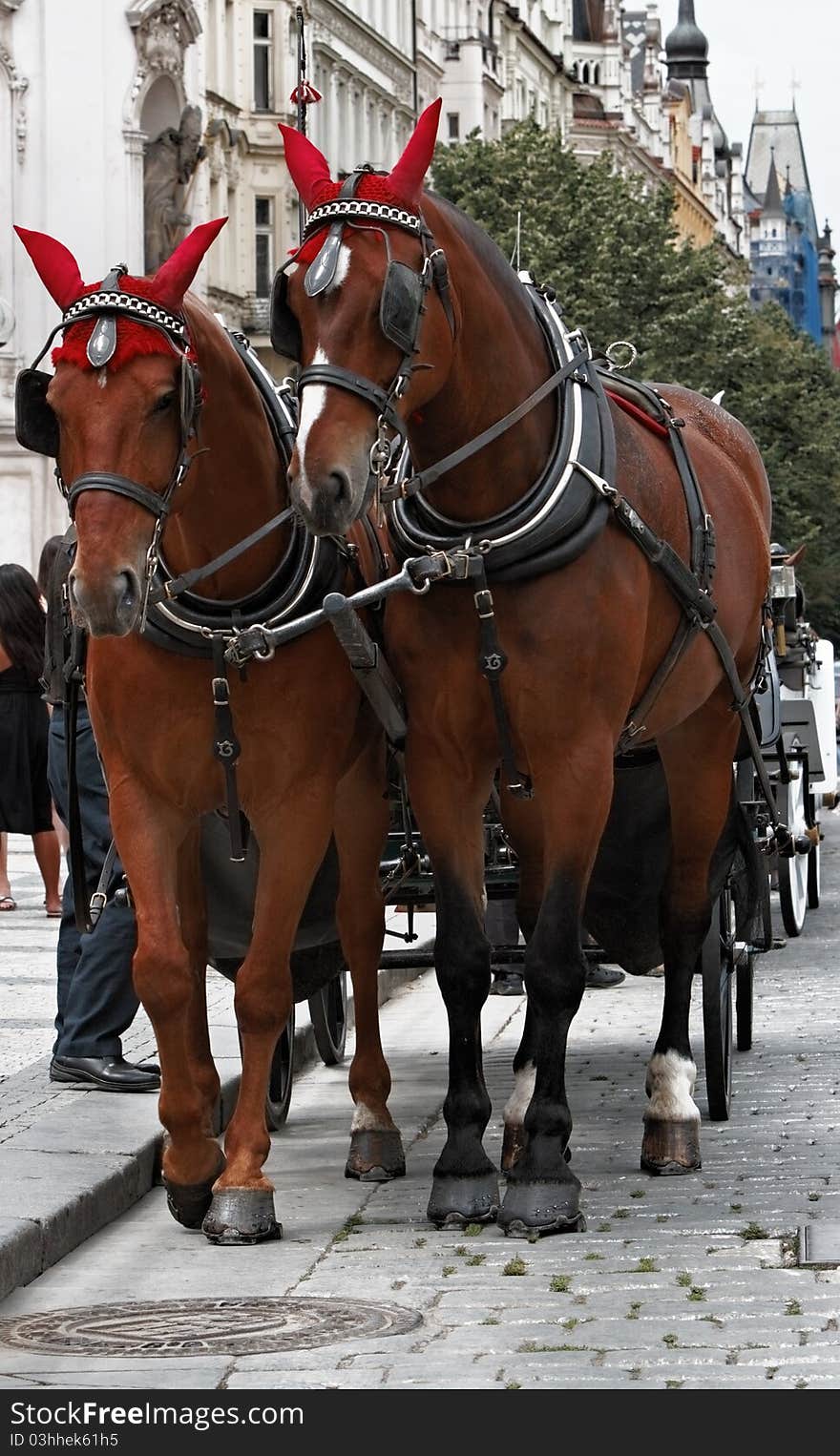 Horses in Prague