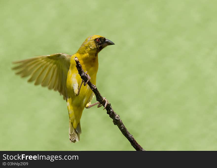 Southern Masked weaver landing shot