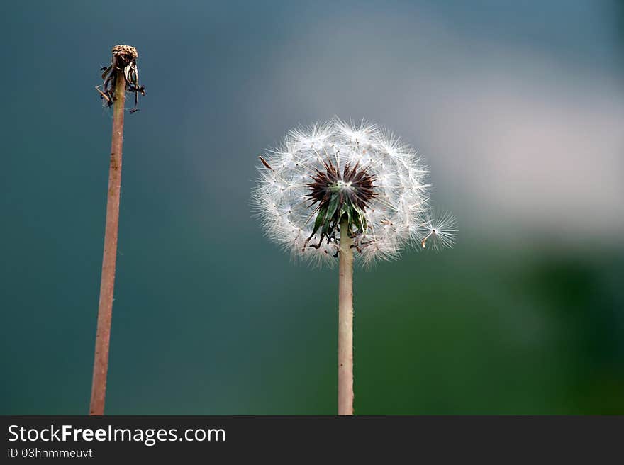 Dandelion blowing in the breeze.