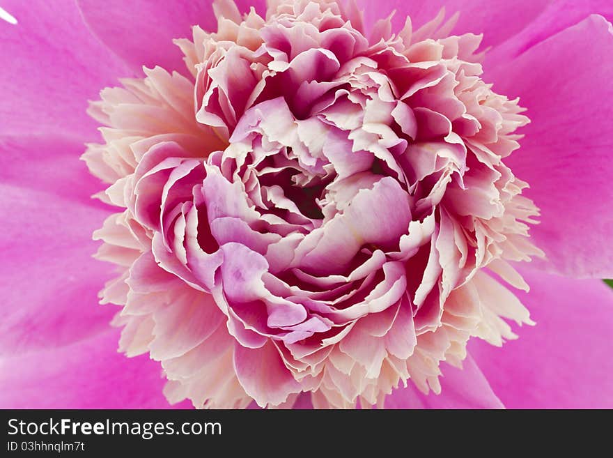 Peony flower