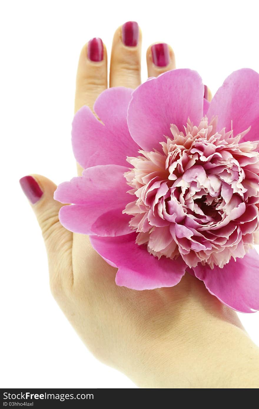 Hand With Flower