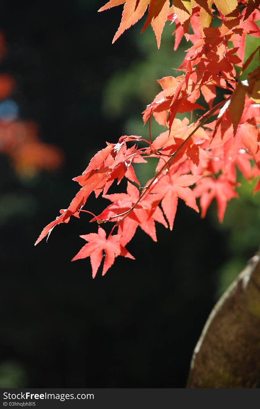 Maple tree leafs in a park.