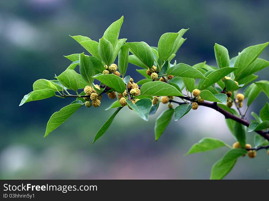 Green leaf and fruits in summer.