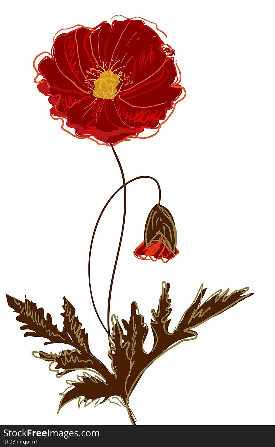 Red poppy