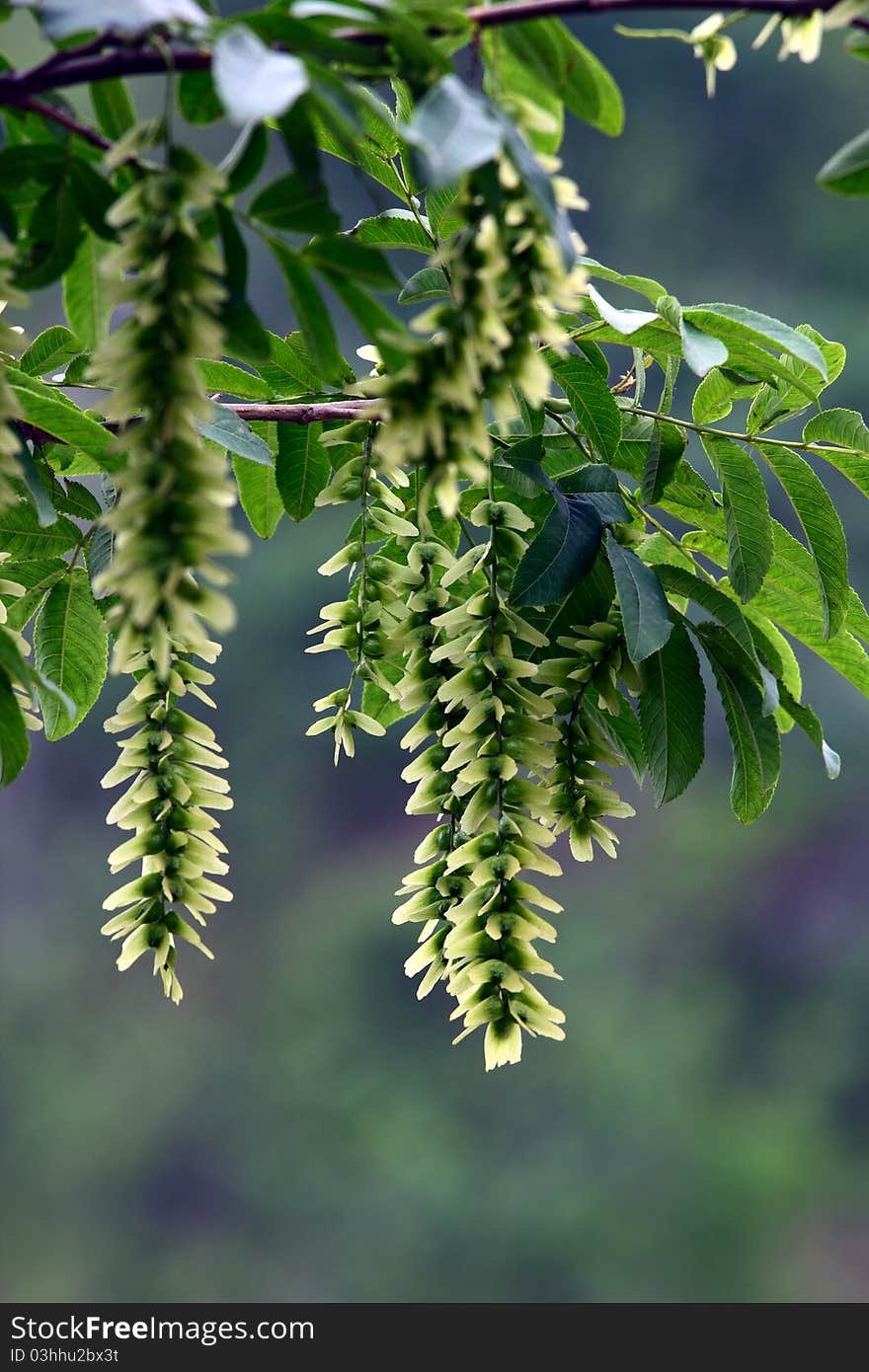 Green leaf and fruits in summer.