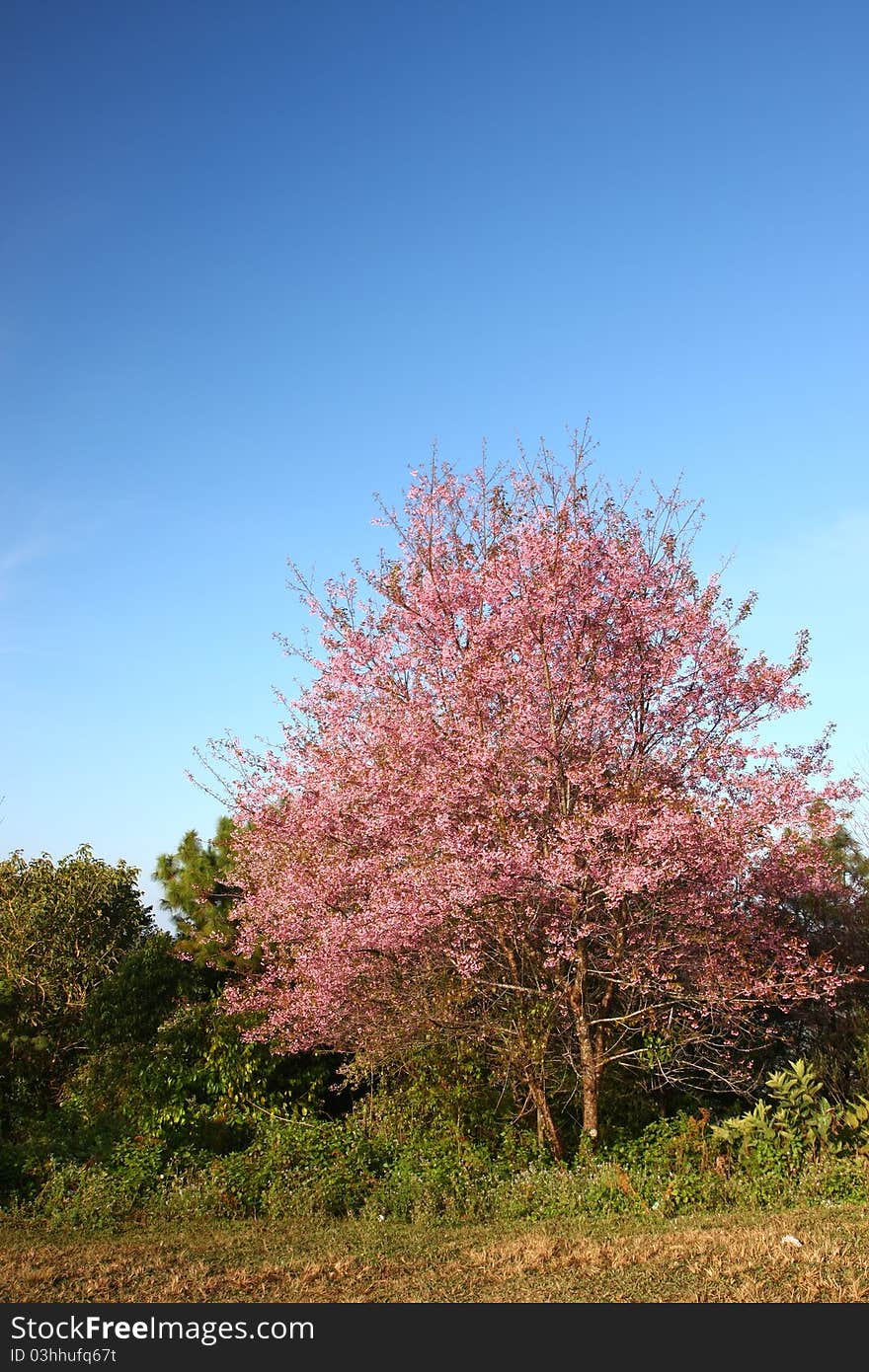 Pink cherry blossom tree and sky. Pink cherry blossom tree and sky