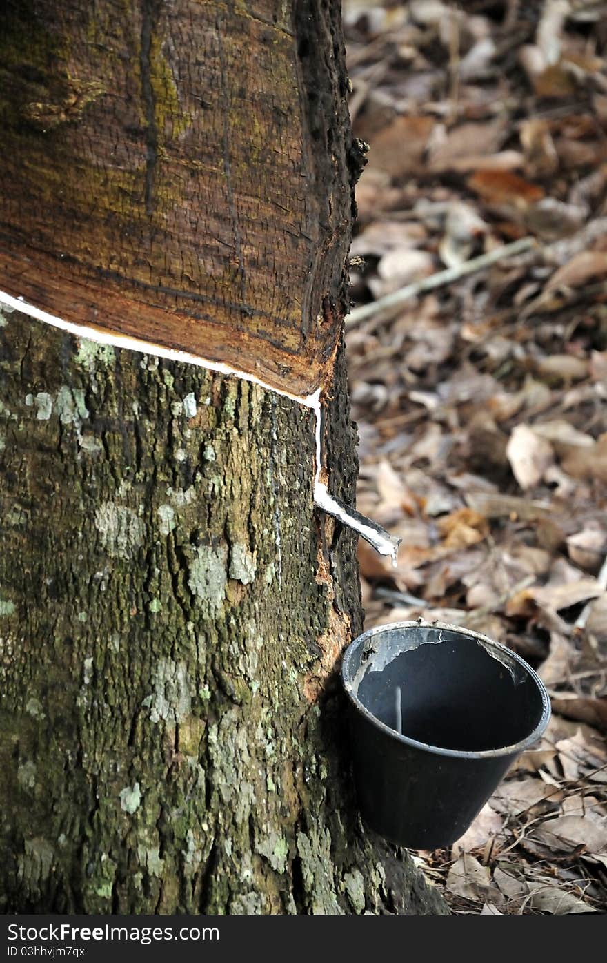 Natural rubber tree plantation close up