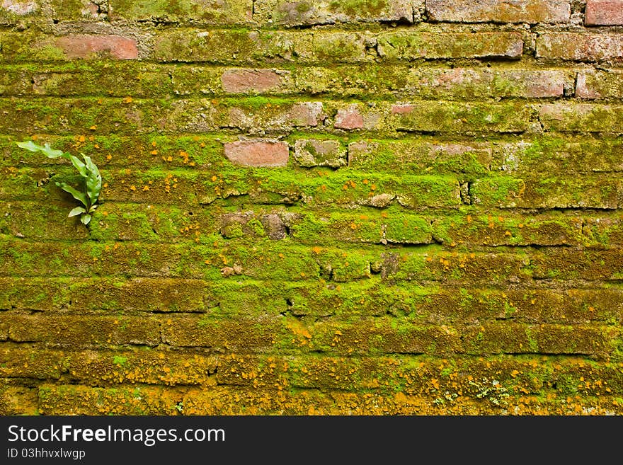 Old red brick wall with green lichen. Old red brick wall with green lichen