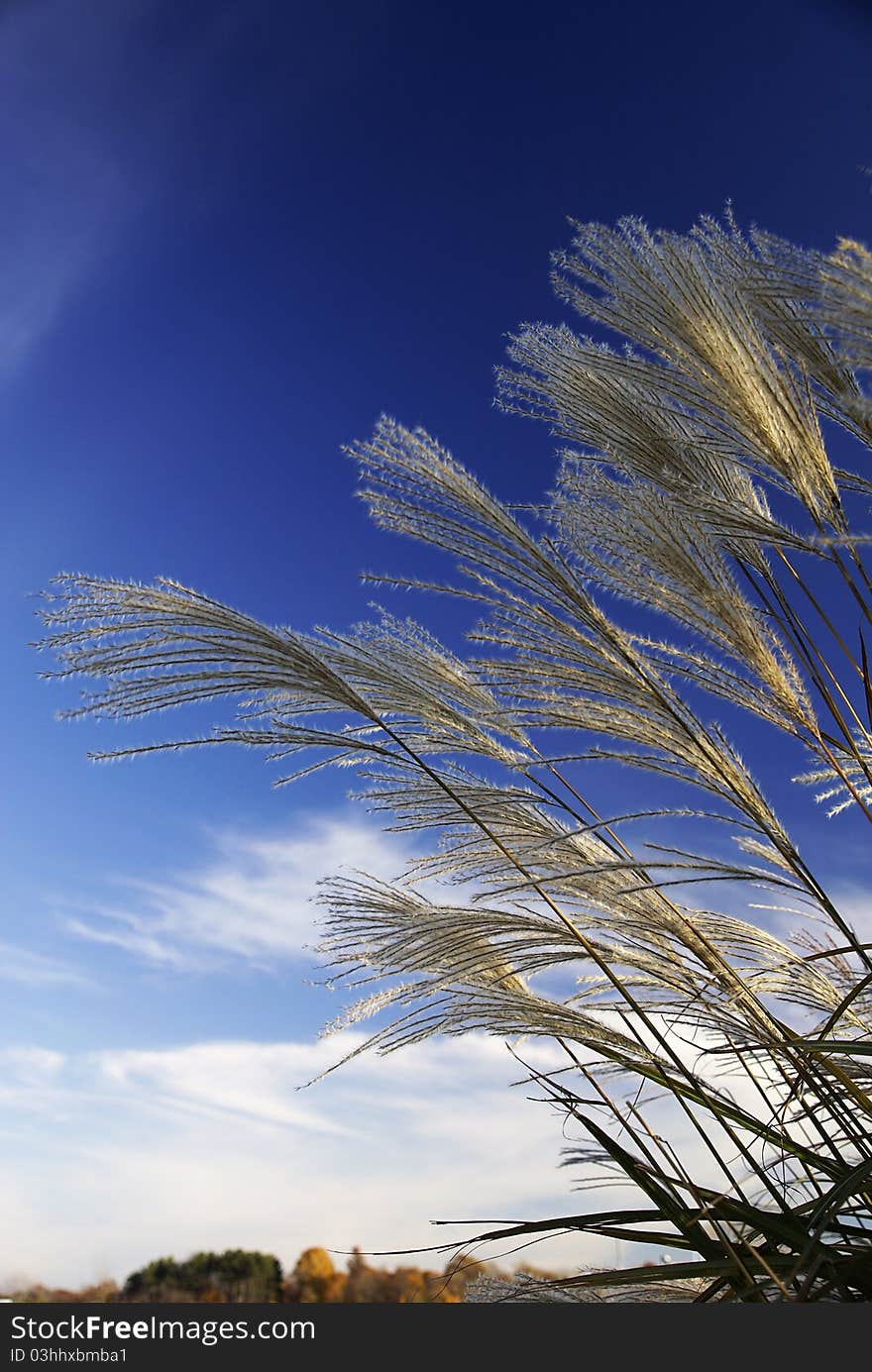 Grasses Against the Sky