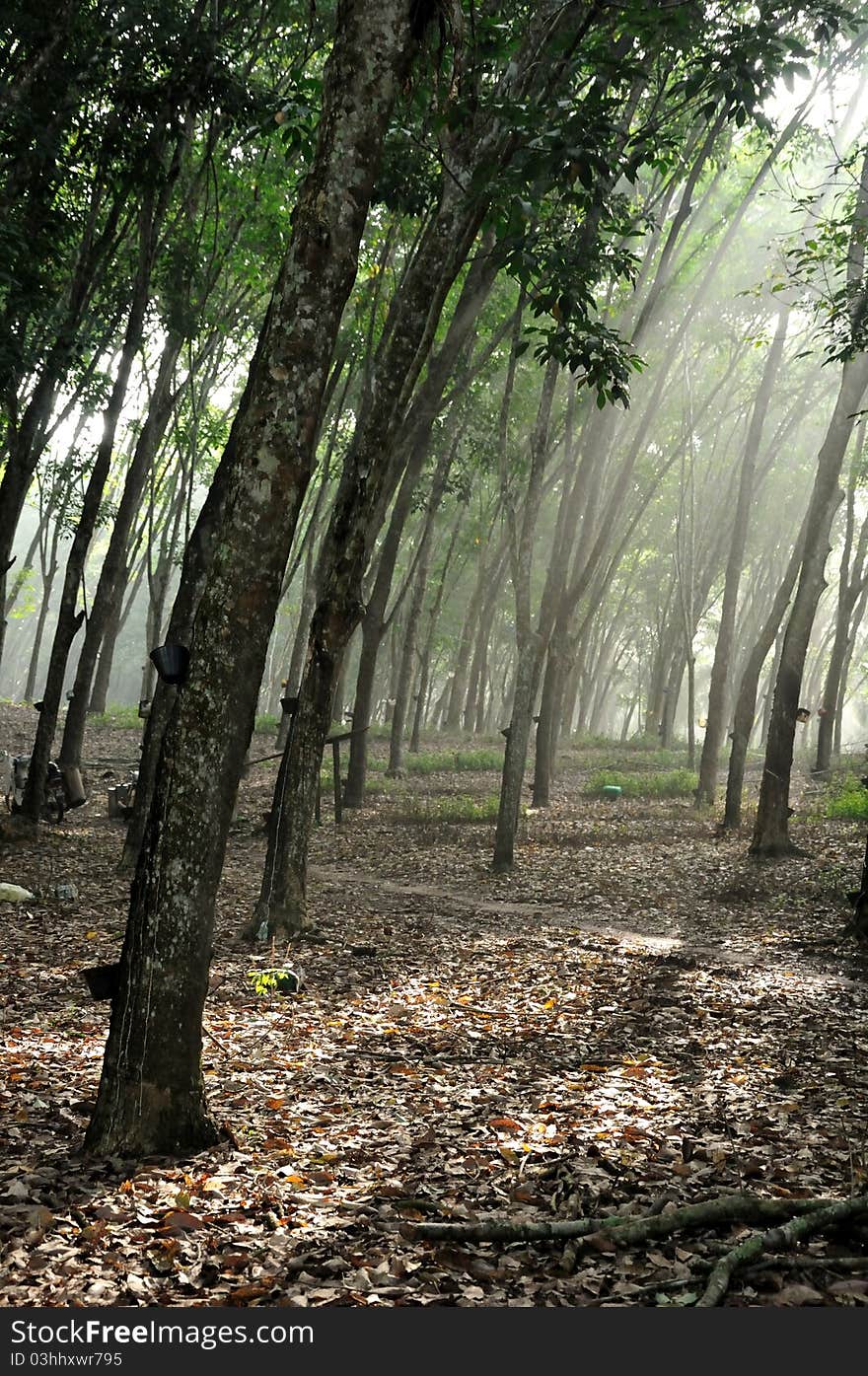 Natural rubber plantation early morning scene. Natural rubber plantation early morning scene