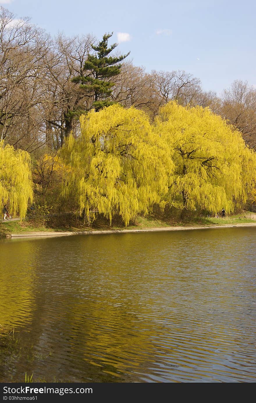 Golden Spring Landscape. Grenadier Pond - High Park - Toronto, ON. Golden Spring Landscape. Grenadier Pond - High Park - Toronto, ON