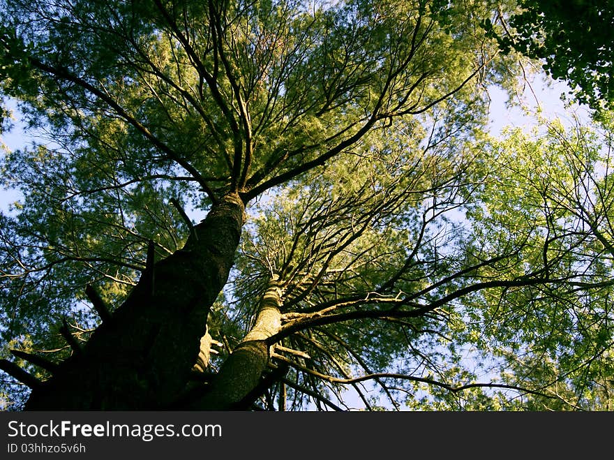 Worms Eye View, Old Growth Tree