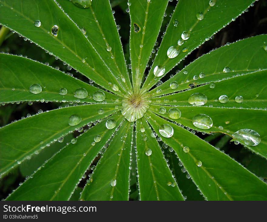 Waterdrops gathering into the center of a leaf