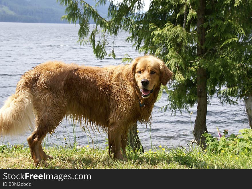 Wet Golden Retriever