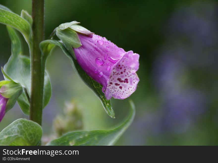 Single Foxglove flower with waterdrops. Single Foxglove flower with waterdrops.