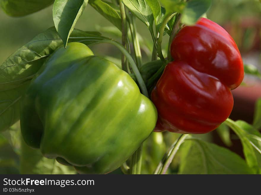 Green Peppers turning Red