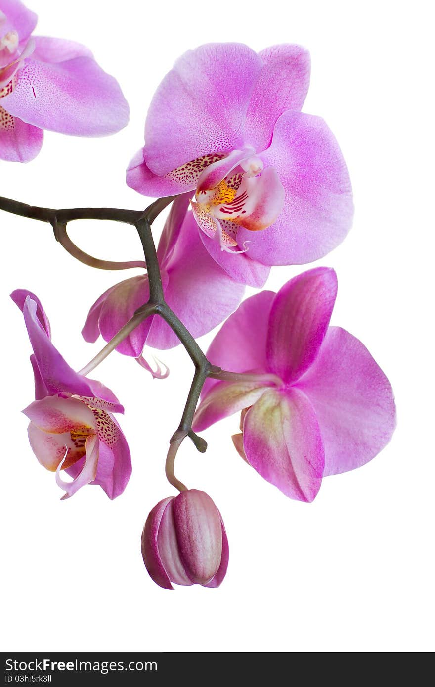 Beautiful purple orchid