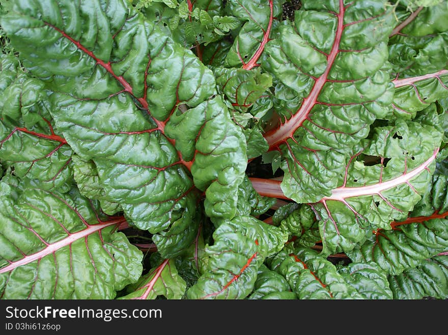 Healthy Swiss Chard