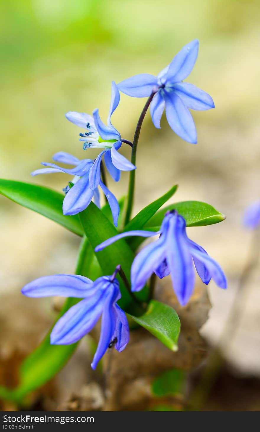 Spring flowers. Beauty in nature. Spring flowers. Beauty in nature