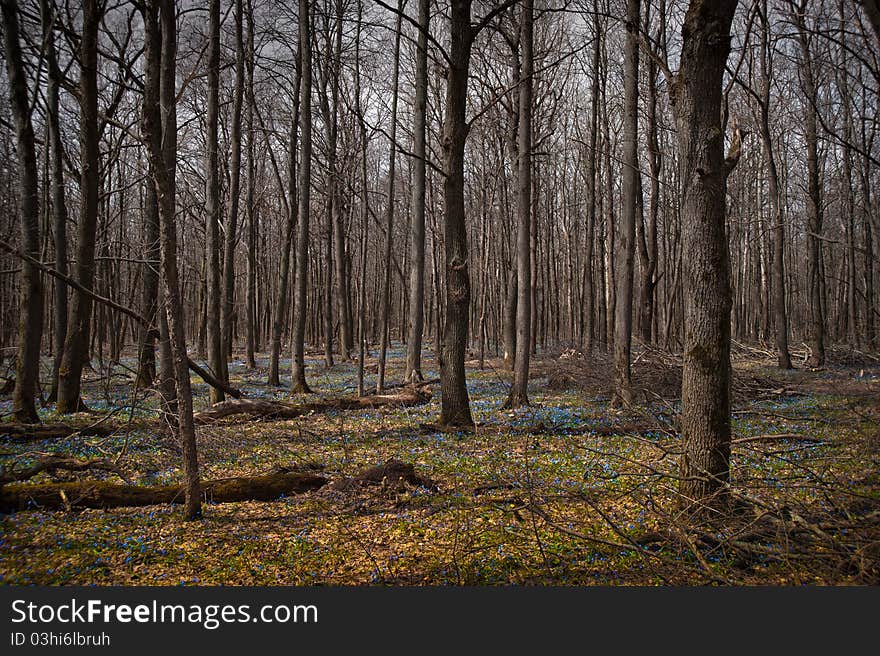 Spring forest with snowdrops