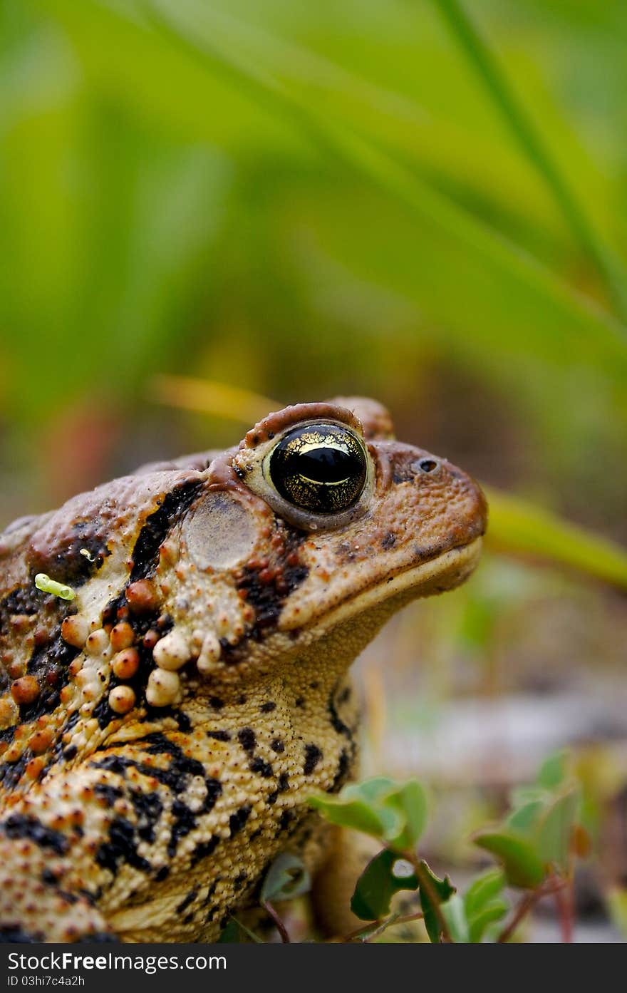 Bull Frog