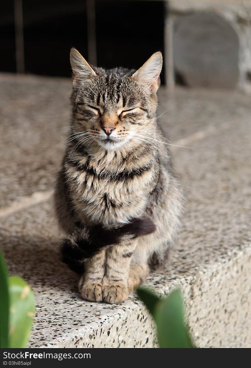 Tabby cat on the porch. Tabby cat on the porch