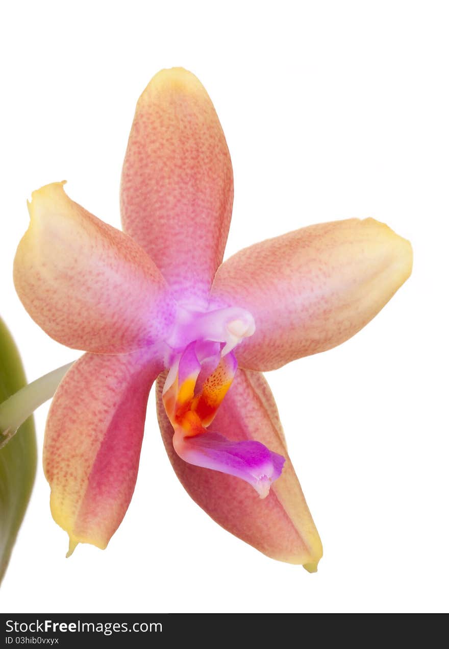 Orchid flower