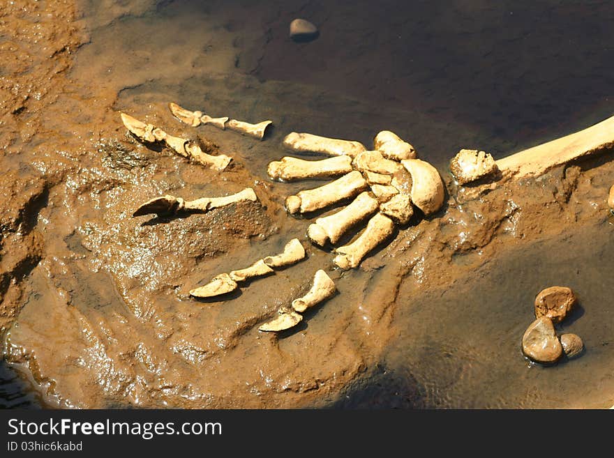 A Replica of dinosaur bones and claws embedded in rock. A Replica of dinosaur bones and claws embedded in rock