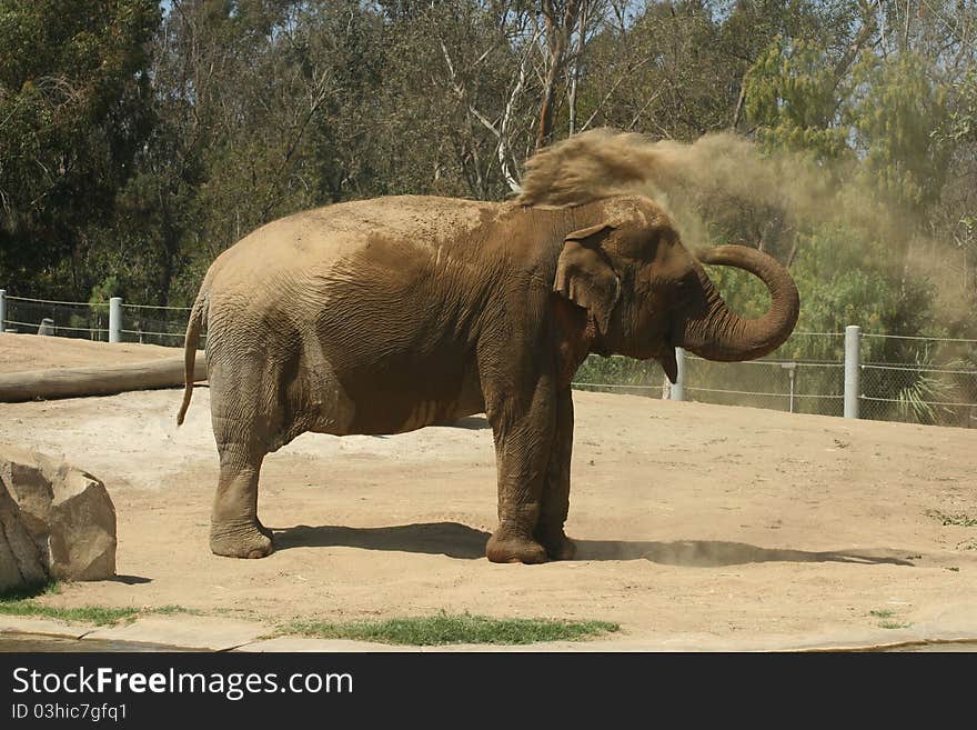 Elephant happily giving himself a dirt bath. Elephant happily giving himself a dirt bath